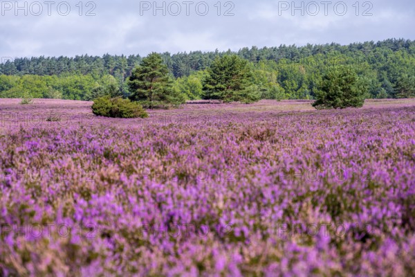 Purple flowering heath, heather and juniper bushes, Lüneburg Heath nature reserve, Lower Saxony, Germany