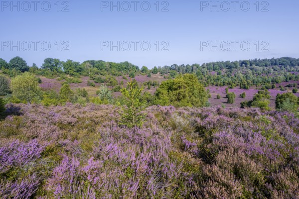 Purple flowering heath, broom heather and juniper bushes, in Totengrund, Wilsede Lüneburg Heath nature reserve, Lower Saxony, Germany