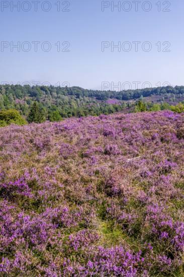 Purple flowering heath, heather and juniper bushes, Lüneburg Heath nature reserve, Lower Saxony, Germany