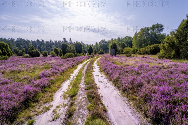 Path through purple flowering heath, heather and juniper bushes, Lüneburg Heath nature reserve, Lower Saxony, Germany