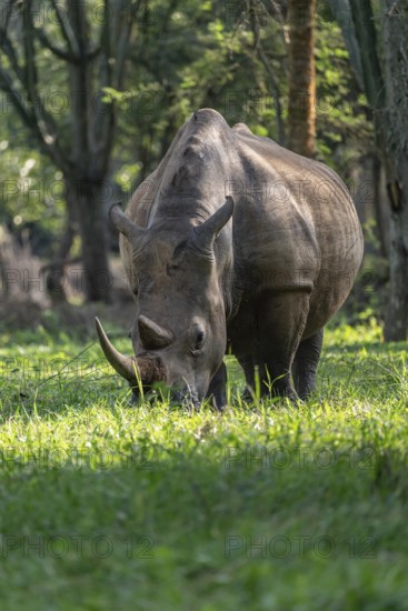 Southern white rhinoceros (Ceratotherium simum simum), Ziwa Rhino Sanctuary, Uganda