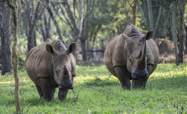 Two animals, Southern white rhinoceros (Ceratotherium simum simum), Ziwa Rhino Sanctuary, Uganda
