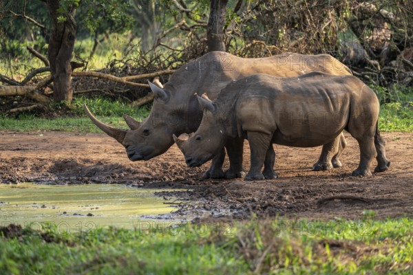 Two animals at a waterhole, Southern white rhinoceros (Ceratotherium simum simum), Ziwa Rhino Sanctuary, Uganda