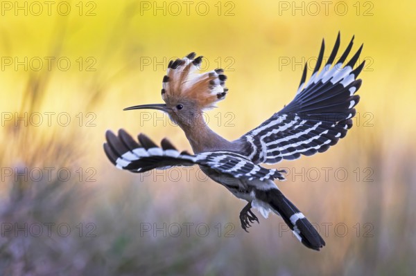 Hoopoe (Upupa epops) Bird of the Year 2022, male, female, erect canopy, sunrise, interaction, breeding cavity, approaching, nest, flying, wings spreading, approaching, wings, climate change, Middle Elbe Biosphere Reserve, Saxony-Anhalt, Germany