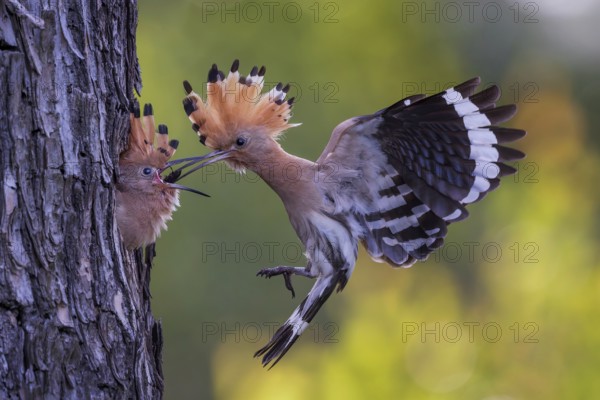 Hoopoe (Upupa epops) Bird of the Year 2022, male with food, prey, foraging, food for the young birds, erected bonnet, sunrise, interaction, breeding cave, nest, young bird begging for food, flying, on approach, wings, climate change, Middle Elbe Biosphere Reserve, Saxony-Anhalt, Germany
