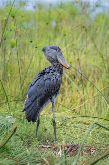 Shoebill (Balaeniceps rex), young bird standing in nest, Mabamba Swamp, Lake Victoria, Uganda