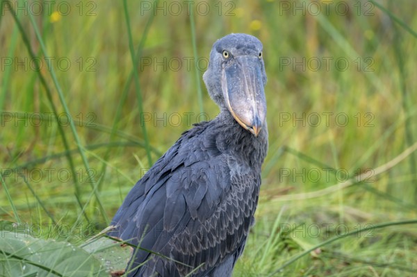 Shoebill (Balaeniceps rex), young bird, animal portrait, Mabamba Swamp, Lake Victoria, Uganda