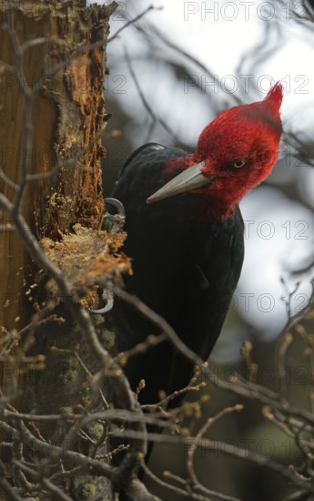 Magellanic Woodpecker (Campephilus magellanicus) male, Patagonia, South America