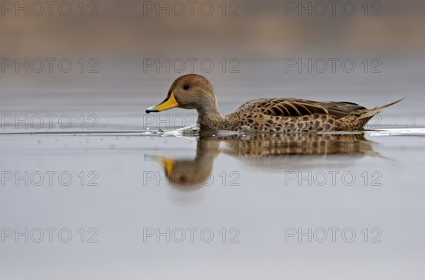 Andean duck (Anas flavirostris), Torres del Paine National Park, Patagonia, Chile, South America