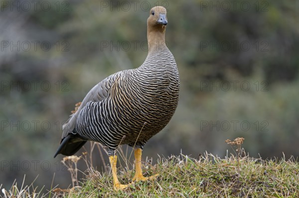 Magellanic goose (Chloephaga picta) female, Patagonia, South America