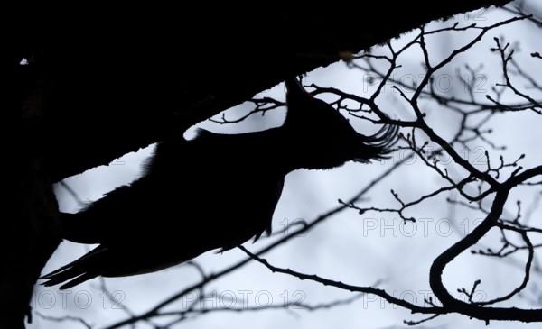 Magellanic Woodpecker (Campephilus magellanicus) male, Patagonia, South America
