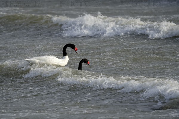 Black-necked swans (Cygnus melancoryphus), Patagonia, Chile, South America