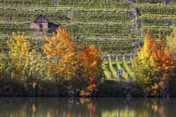 Autumn on the Neckar in Stuttgart. Vineyards of the Steinlage with colourful autumn leaves. Stuttgart, Baden-Württemberg, Germany