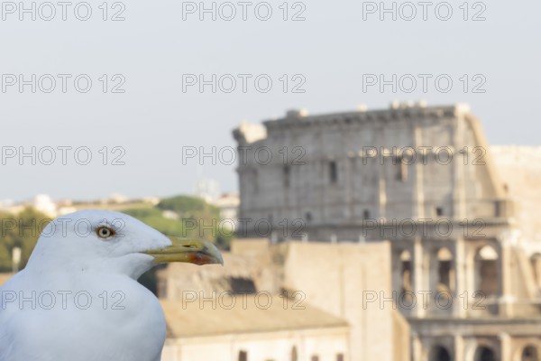 Yellow-legged gull (Larus michahellis) adult bird on an ancient city building with The Colosseum in the background, Rome, Italy