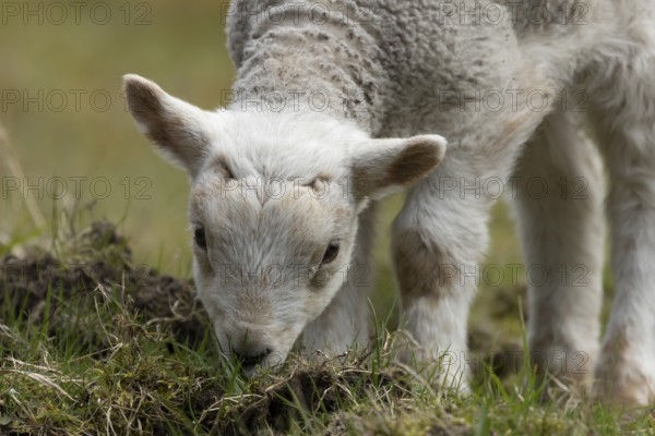 Domestic sheep (Ovis aries) juvenile baby lamb farm animal feeding in grassland in spring, England, United Kingdom