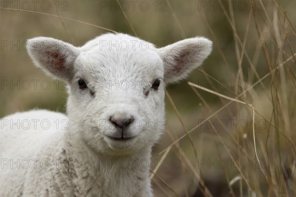 Domestic sheep (Ovis aries) juvenile baby lamb farm animal head portrait in spring, England, United Kingdom