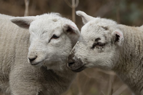 Domestic sheep (Ovis aries) two juvenile baby lambs farm animals greeting each other in spring, England, United Kingdom
