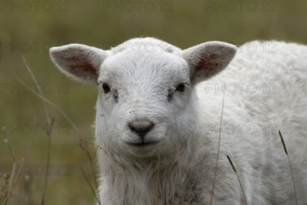Domestic sheep (Ovis aries) juvenile baby lamb farm animal in grassland in spring, England, United Kingdom