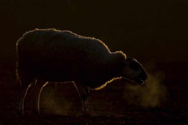 Domestic sheep (Ovis aries) adult farm animal bleeting in winter, England, United Kingdom