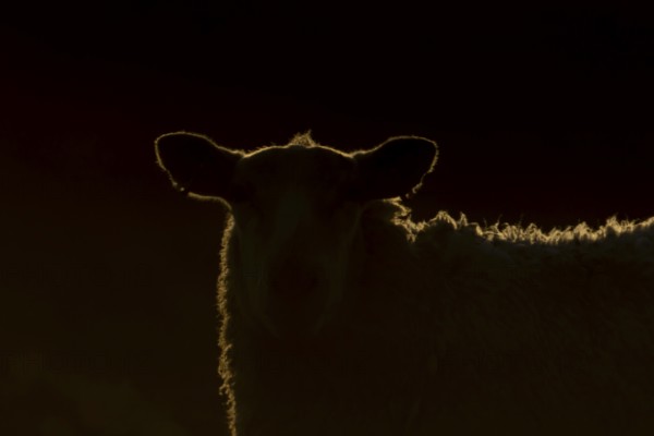 Domestic sheep (Ovis aries) adult farm animal rimlit at sunset, England, United Kingdom