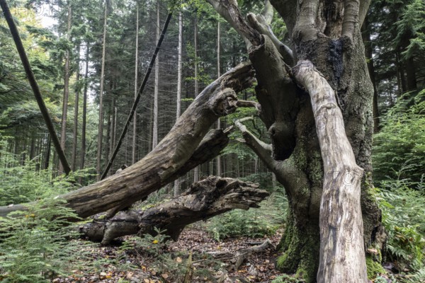 Old dying copper beech (Fagus sylvatica), Emsland, Lower Saxony, Germany