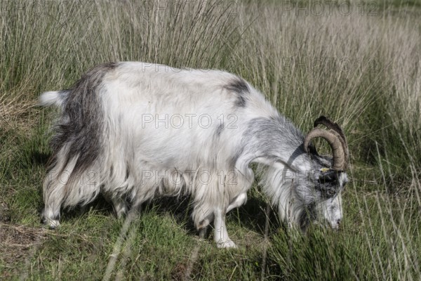 Dutch goat (Capra aegagrus hircus), Emsland, Lower Saxony, Germany