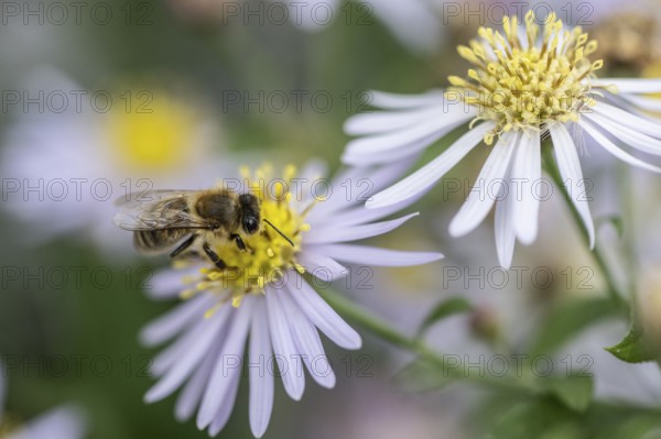 Honey bee (Apis mellifera) on wild aster (acer ageratoides), Rhineland-Palatinate, Germany