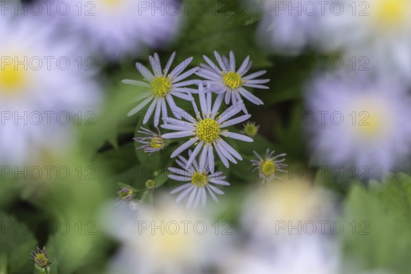 Wild aster (acer ageratoides), Rhineland-Palatinate, Germany