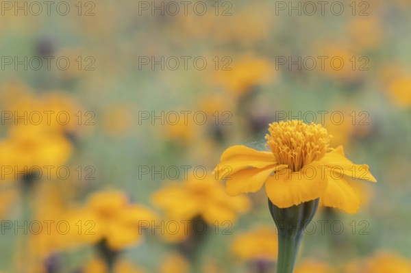 Marigolds (Tagetes), Emsland, Lower Saxony, Germany