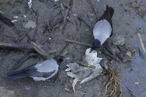 Hooded crow (Corvus cornix) two adult birds feeding on litter by a river, Rome, Italy