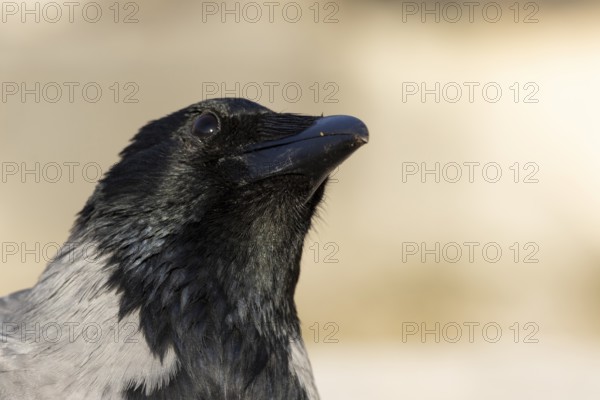 Hooded crow (Corvus cornix) adult bird head portrait, Rome, Italy