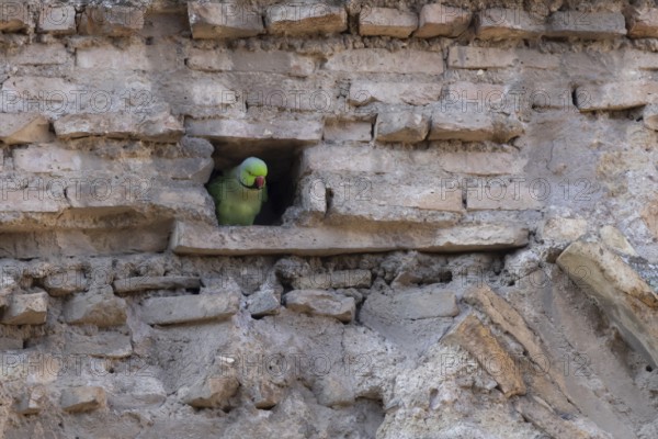 Ring-necked or Rose-ringed parakeet (Psittacula krameri) adult bird looking out of a hole in an ancient city building, Rome, Italy