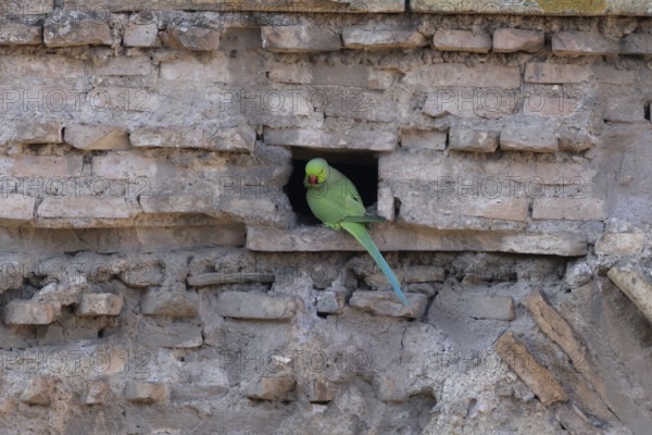 Ring-necked or Rose-ringed parakeet (Psittacula krameri) adult bird sitting in a hole in an ancient city building, Rome, Italy