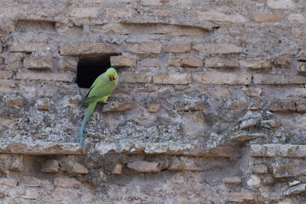 Ring-necked or Rose-ringed parakeet (Psittacula krameri) adult bird sitting by a hole in an ancient city building, Rome, Italy