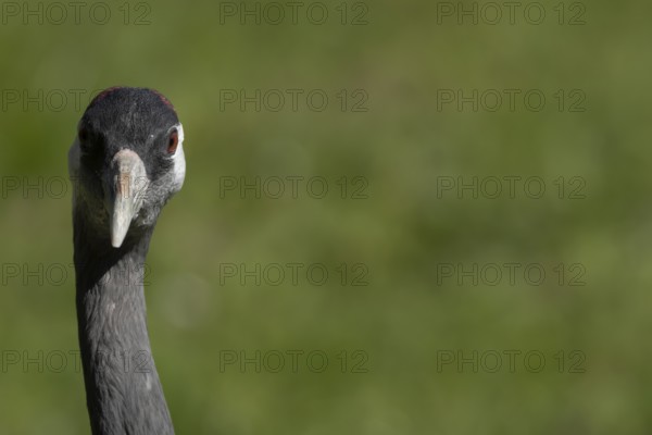 Eurasian or Common crane (Grus grus) adult bird head portrait, England, United Kingdom