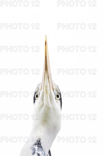 Grey heron (Ardea cinerea) adult bird head portrait, England, United Kingdom