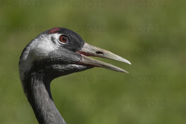 Eurasian or Common crane (Grus grus) adult bird with its beak open calling, England, United Kingdom