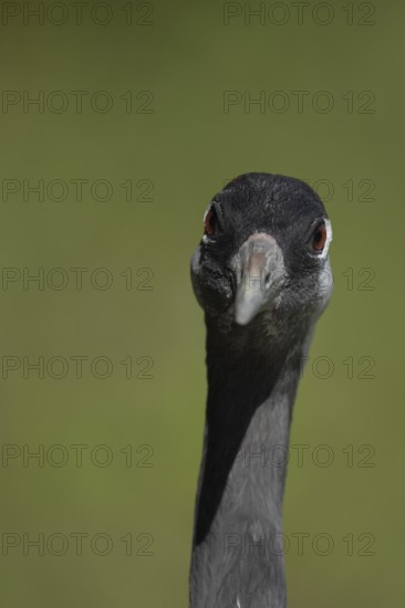Eurasian or Common crane (Grus grus) adult bird head portrait, England, United Kingdom