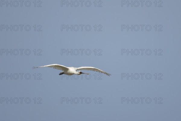 Eurasian spoonbill (Platalea leucorodia) adult bird flying, England, United Kingdom