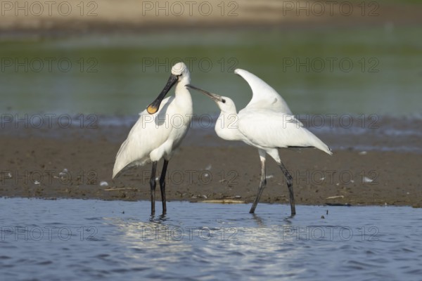Eurasian spoonbill (Platalea leucorodia) adult bird with a juvenile bird begging for food in a shallow lagoon, England, United Kingdom