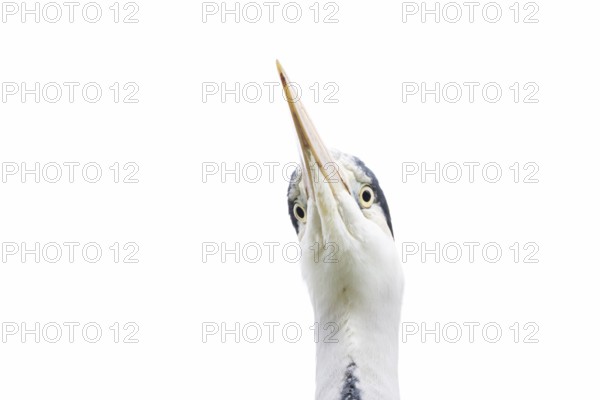 Grey heron (Ardea cinerea) adult bird head portrait, England, United Kingdom