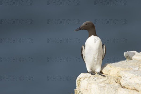 Guillemot (Uria aalge) adult sea bird on a cliff ledge, England, United Kingdom