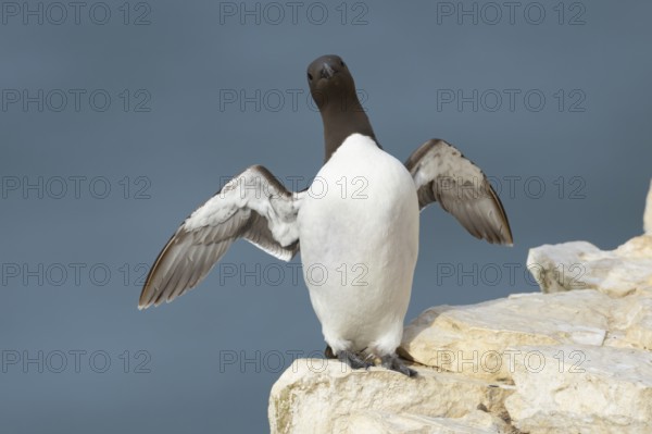 Guillemot (Uria aalge) adult sea bird stretching its wings on a cliff ledge, England, United Kingdom