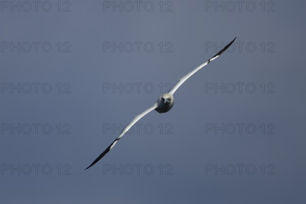 Northern gannet (Morus bassanus) adult sea bird flying, England, United Kingdom