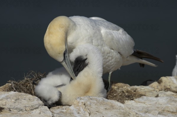 Northern gannet (Morus bassanus) adult parent bird and juvenile baby bird on a cliff ledge in summer, England, United Kingdom