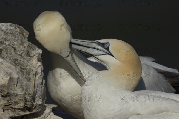 Northern gannet (Morus bassanus) two adult sea birds during their courtship love display on a cliff ledge, England, United Kingdom