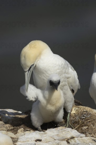 Northern gannet (Morus bassanus) adult parent bird and juvenile baby bird on a cliff ledge in summer, England, United Kingdom