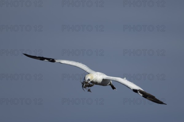 Northern gannet (Morus bassanus) adult sea bird flying with nesting material in its beak, England, United Kingdom