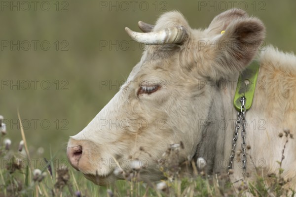 Cattle or Cow (Bos taurus) adult farm animal sleeping in a grass field, England, United Kingdom