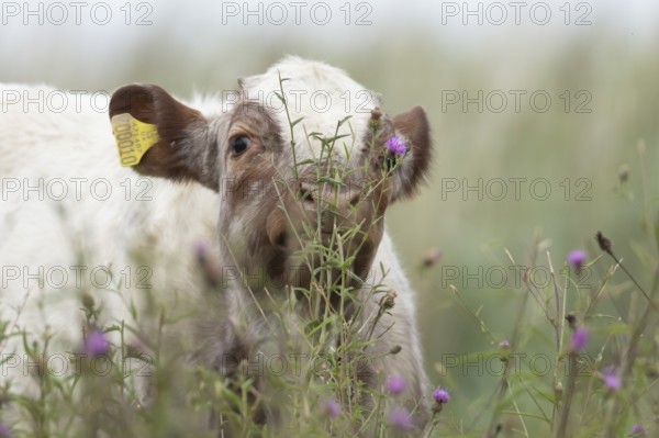 Cattle or Cow (Bos taurus) adult farm animal amongst summer wild flowers in a grass field, England, United Kingdom